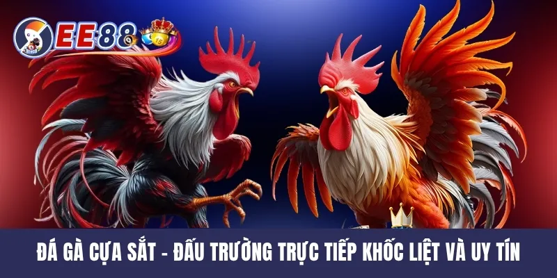 Đá Gà Cựa Sắt - Đấu Trường Trực Tiếp Khốc Liệt Và Uy Tín