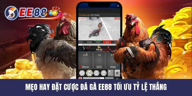 Mẹo hay đặt cược đá gà EE88 tối ưu tỷ lệ thắng